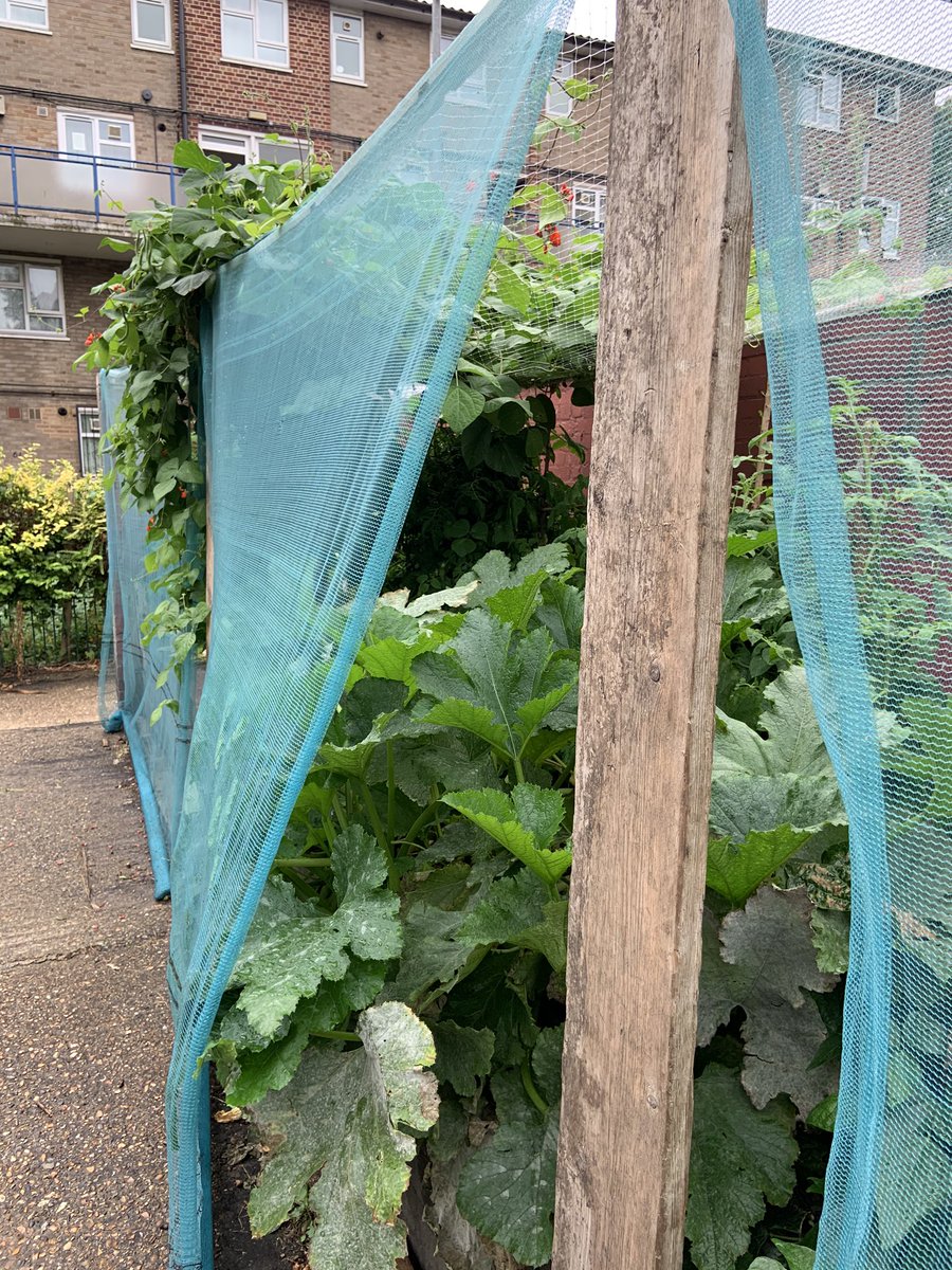 MorlandTRA's tweet photo. This large raised bed was built this year in what had been an empty patch of concrete. Now our garden is bursting at the seams! A bountiful harvest rewards our hard work 🧑‍🌾🌾 https://t.co/vtgmcPuCMd