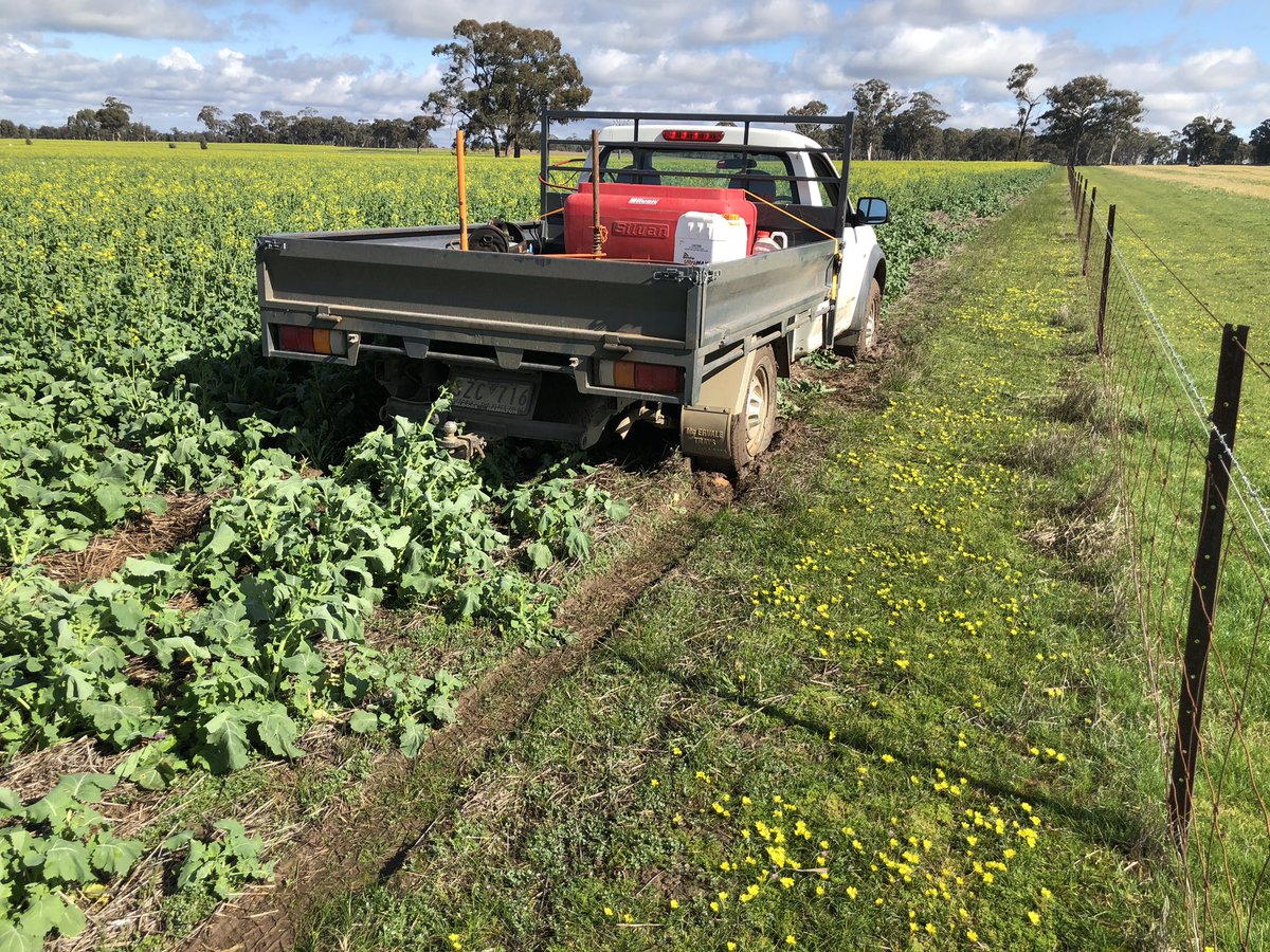 TfLovell's tweet photo. A bit wet out at the block, had a crack at getting the Ute and then the tractor π bogged.. crops looking good though #Pioneercanola #farmingvic https://t.co/TMJHVWGgw1