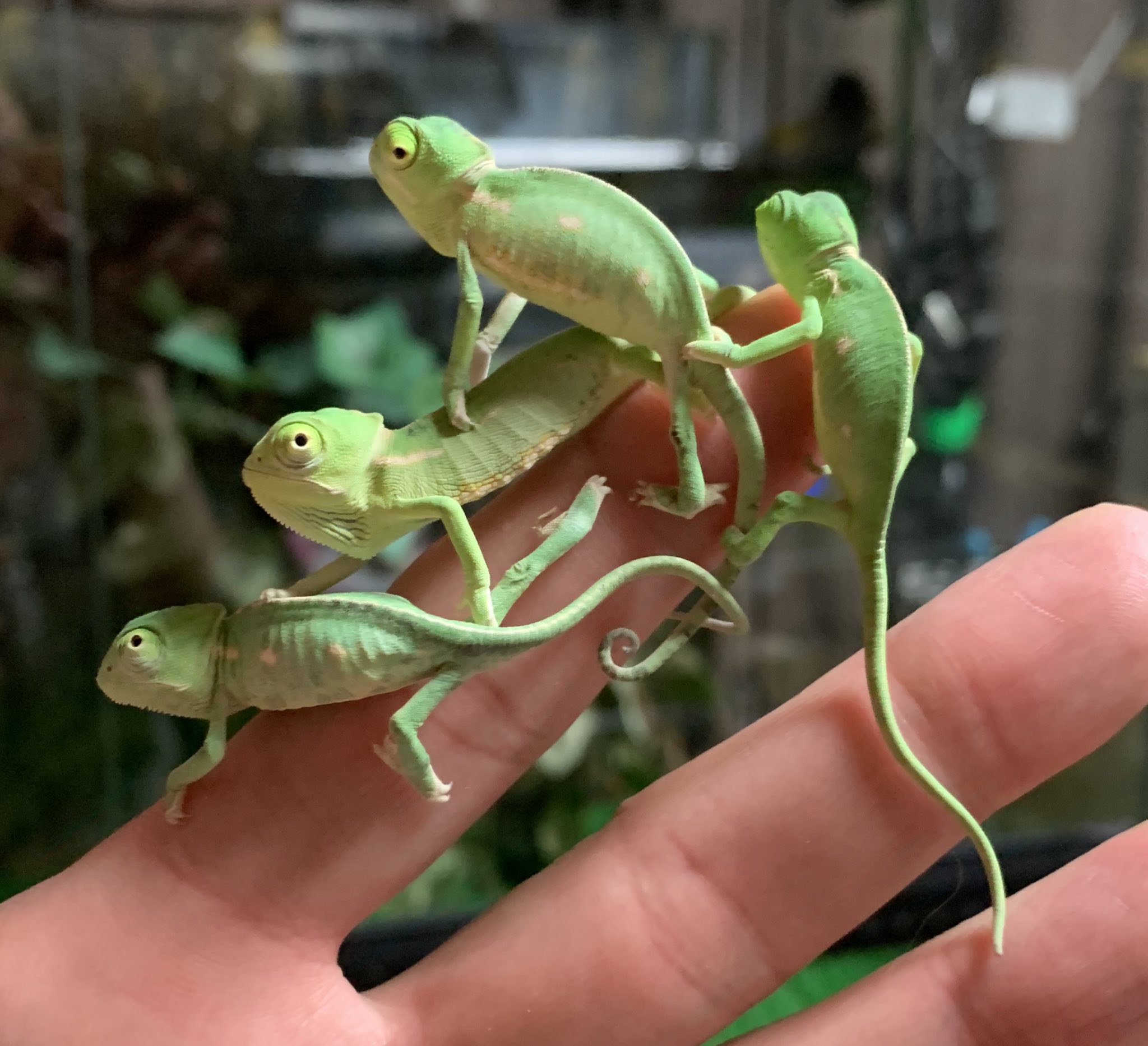 エボシカメレオンベビー Twitter Search Twitter