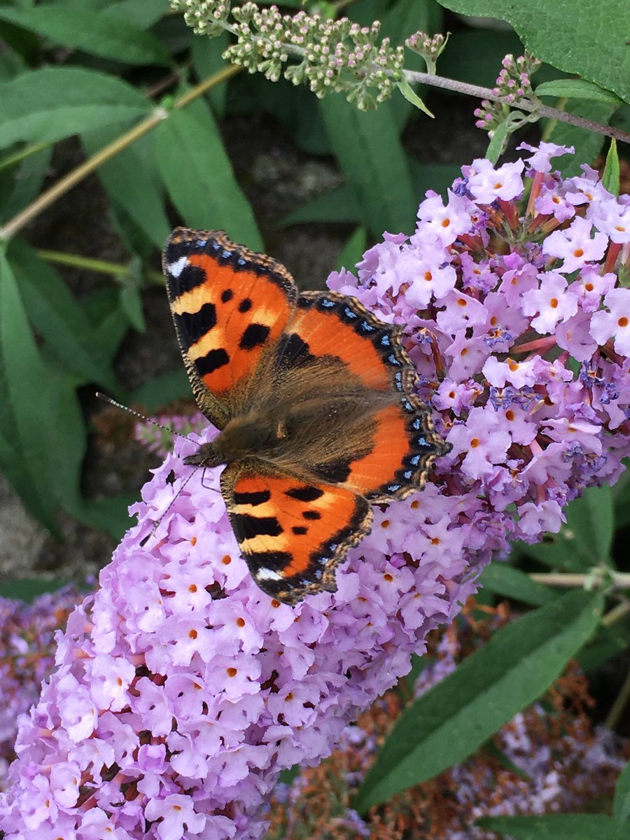 FarmCottages1's tweet photo. Enjoying my lovely garden especially the #sunflowers and #butterflies https://t.co/BUDAtJaunc