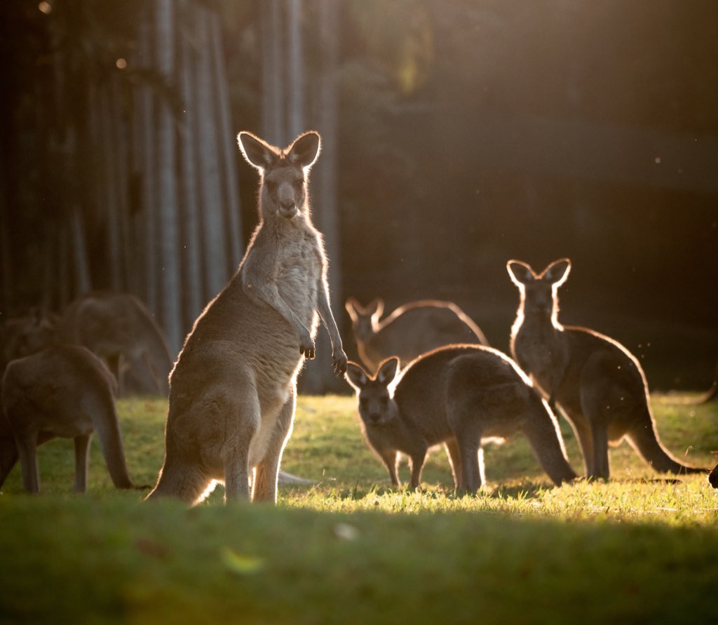 Australia Zoo On Twitter Every Day Is Spectacular Here At Australiazoo It Is A Privilege To Share Our Gorgeous Family Of Animals With You Our Kangaroo Mob Are Hoping You Have A