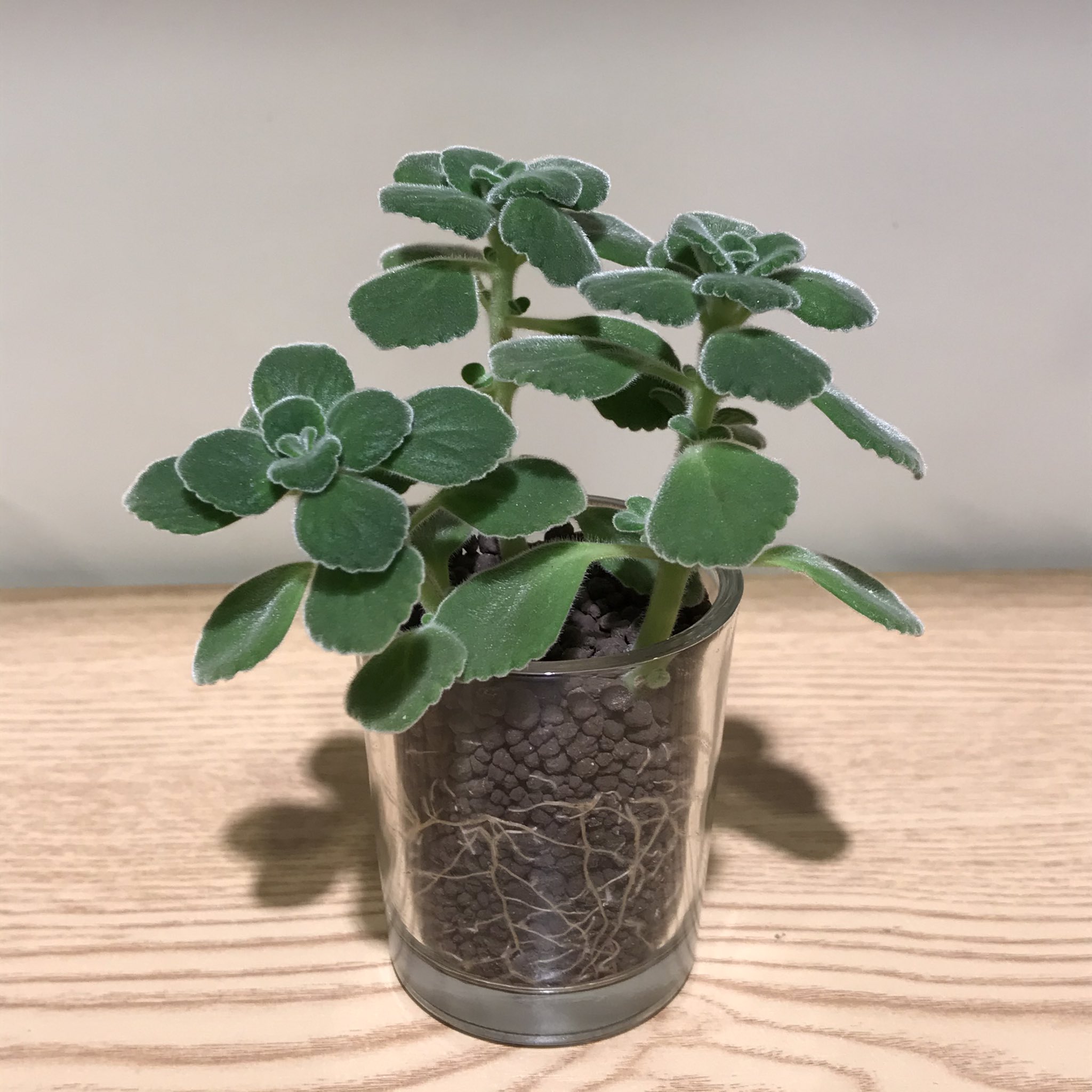 観葉植物 ボタニカルラウンジ Onlineショップopen ちなみに 挿し木をしたものはこちら 挿し木 切った枝を土などに挿して根を出させる方法 写真は 挿し木開始から4週間経過した アロマティカス です こちらもしっかり根が出ています T Co