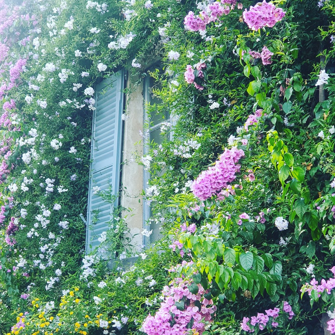 Buon Ferragosto❤ 
#isolamadre #isolamadregarden 
#terreborromeo #giardinobotanico 
#isoleborromee #loveitaly🇮🇹