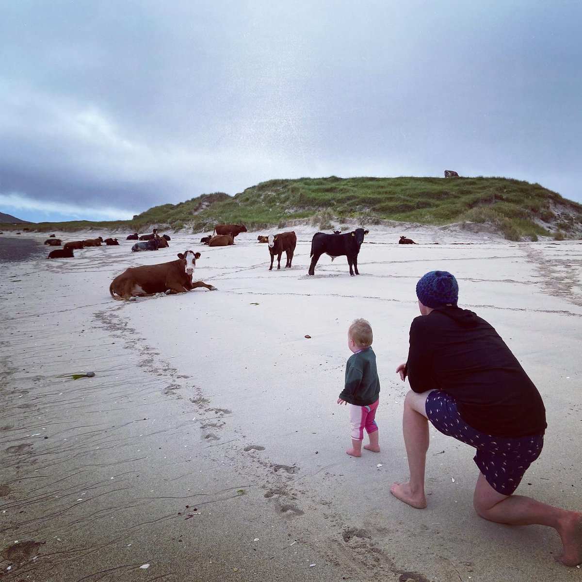 MacDuff1890's tweet photo. Some pics of the amazing livestock on the Outer Hebrides #shorthorn #blackfacesheep #whitepark? #highlandcattle #outerhebrides #vatersay #beachcows #beachcattle #harris #lewis #uist https://t.co/cKHUFOzvU9