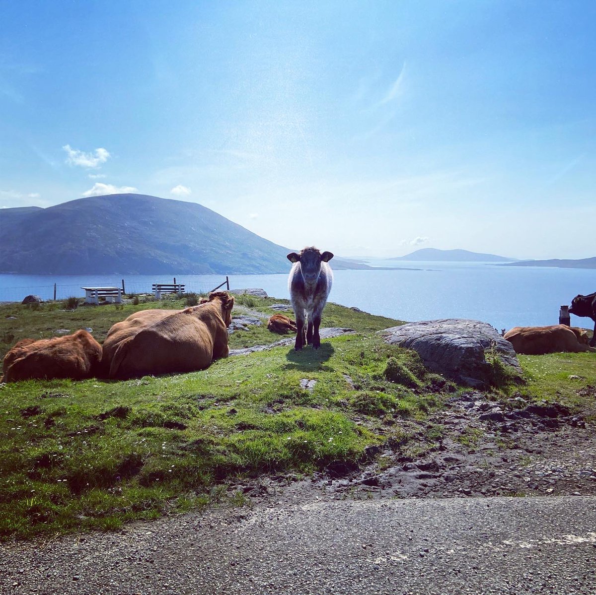 MacDuff1890's tweet photo. Some pics of the amazing livestock on the Outer Hebrides #shorthorn #blackfacesheep #whitepark? #highlandcattle #outerhebrides #vatersay #beachcows #beachcattle #harris #lewis #uist https://t.co/cKHUFOzvU9