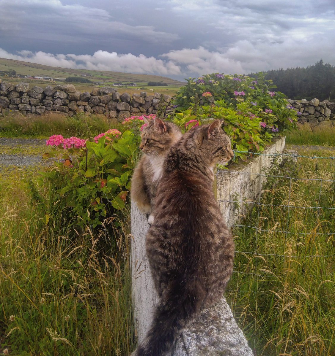 Beautiful Mourne Mountains, Co  #Down, N  #Ireland. Mournes are made up of 12 mountains with 15 peaks & include the famous Mourne wall (keeps sheep & cattle out of reservoir)! Area of Outstanding Natural Beauty. Partly  @NationalTrustNI. ©Daniel Mcevoy (with lovely cats!)  #caturday