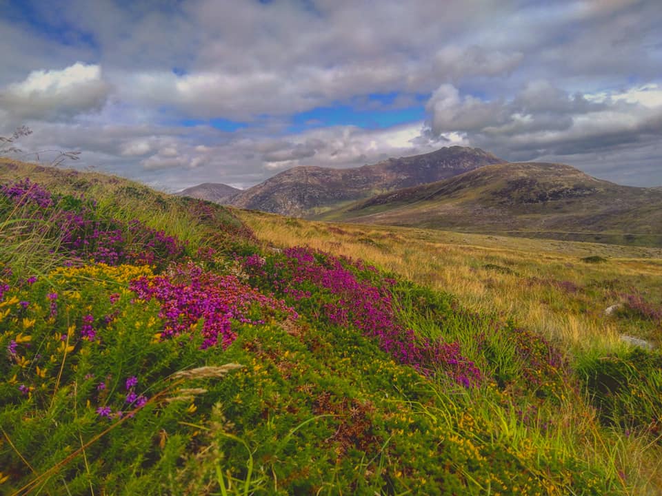 Beautiful Mourne Mountains, Co  #Down, N  #Ireland. Mournes are made up of 12 mountains with 15 peaks & include the famous Mourne wall (keeps sheep & cattle out of reservoir)! Area of Outstanding Natural Beauty. Partly  @NationalTrustNI. ©Daniel Mcevoy (with lovely cats!)  #caturday