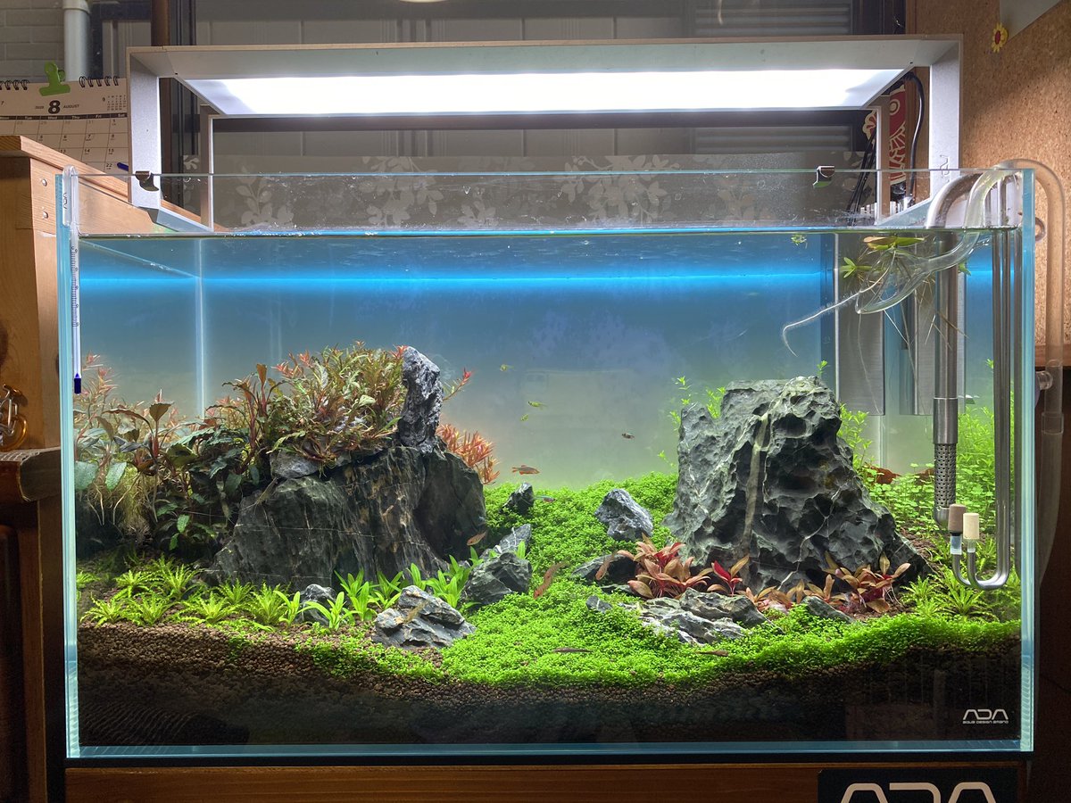 つんつの 水草水槽 キューバパールグラスのトリミングとレイアウト小変更 つんつの 水草水槽 キューバパールグラスのトリミングとレイアウト小変更
