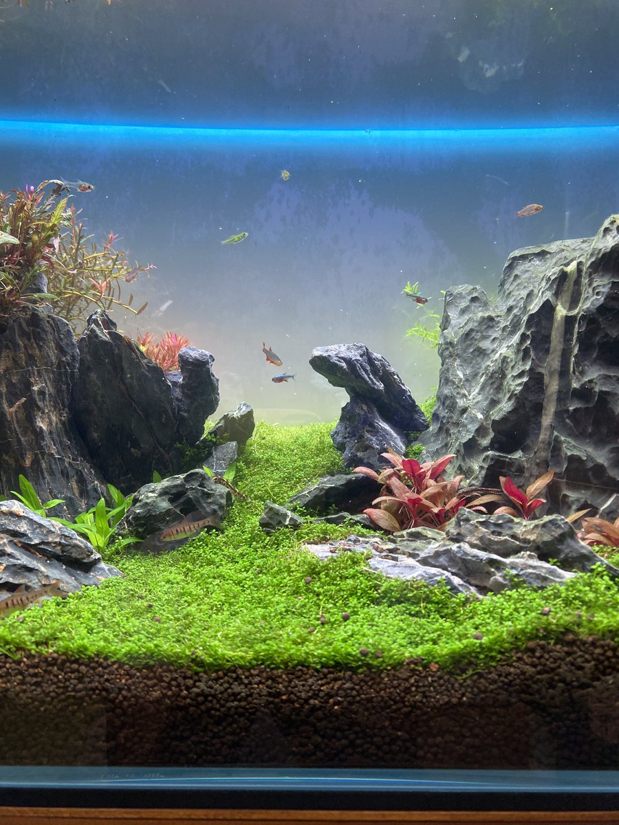 つんつの 水草水槽 キューバパールグラスのトリミングとレイアウト小変更 つんつの 水草水槽 キューバパールグラスのトリミングとレイアウト小変更