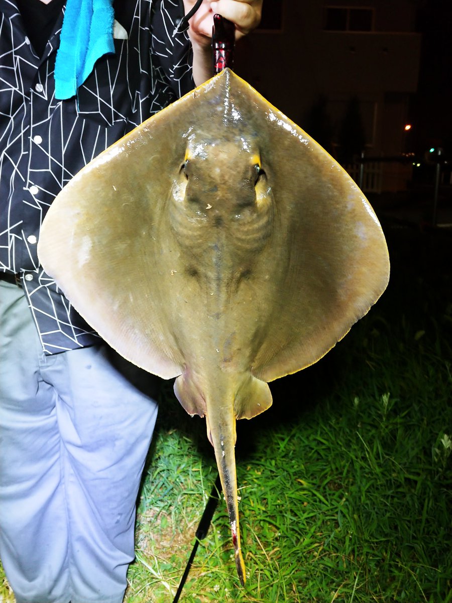 山田 恵庸 エイ釣れました