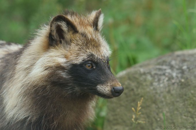 タヌキのtwitterイラスト検索結果 タヌキのtwitterイラスト検索結果