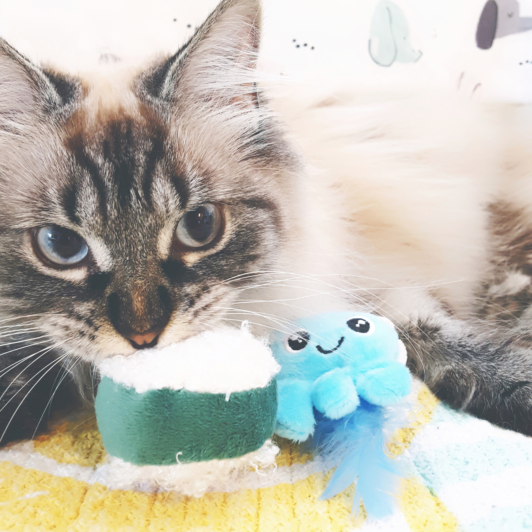 Pet Craft Supply Co. on Twitter "Mmmmmewshi! 🍣 Our Mewshi 2Pack of 