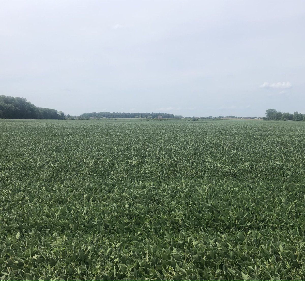 ba_genetics's tweet photo. BA Enlist E3 soybeans, looking good in Botkins, OH.  Not sure what to do for 2021, Xtend or Enlist E3?  Let us help you put a crop plan together to maximize your yields with right product for the right acre.  #bagenetics #highyieldsoybeans #edgeupsystem #xtend #enlist https://t.co/wx53gnlsiZ