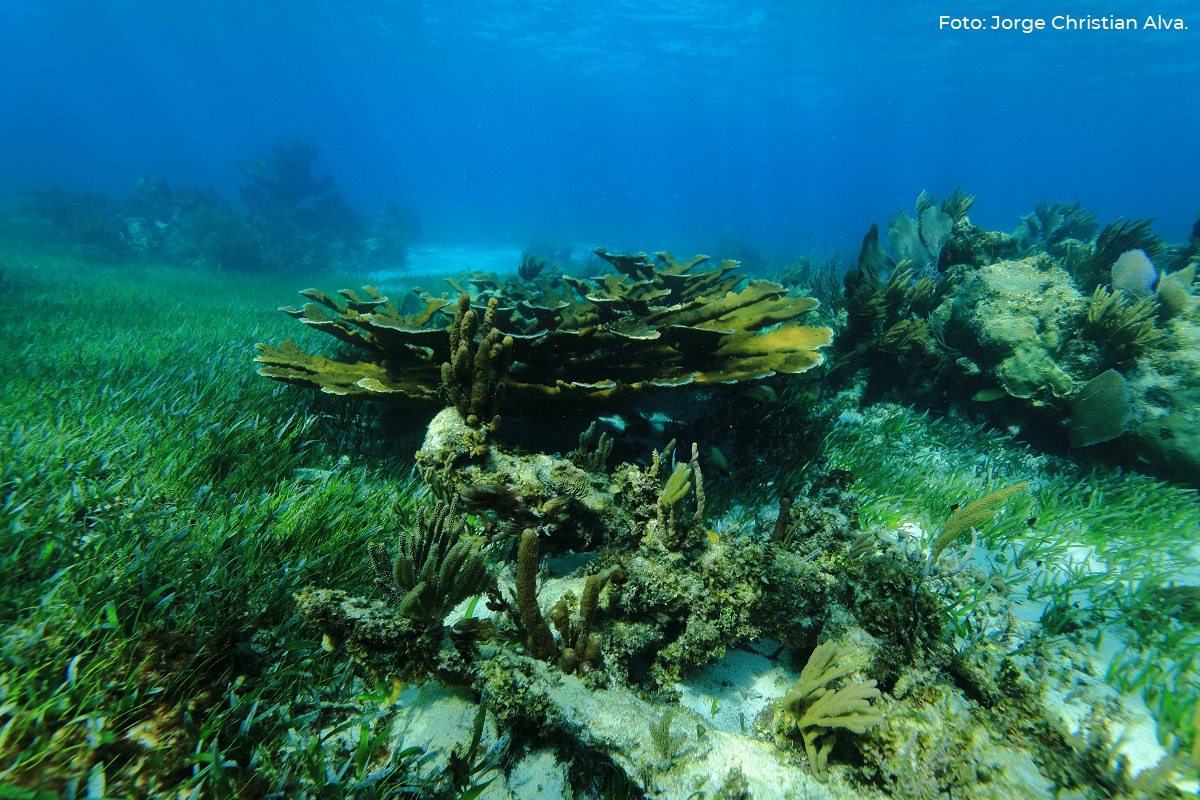 CONANP_mx's tweet photo. Los arrecifes de coral constituyen uno de los ecosistemas más diversos y complejos del planeta. 😍 Poseen gran variedad de hábitats, con procesos biológicos y ecológicos altamente complejos. 💧

Conoce más ➡️ https://t.co/Yapb7H9R4u #ConservarParaVivir 🌿🌊🐙🐠🦀🐚 https://t.co/9V4KxB8kuW