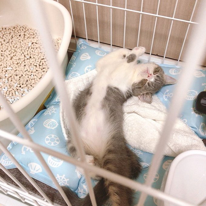 エキゾチックショートヘアのtwitterイラスト検索結果 古い順