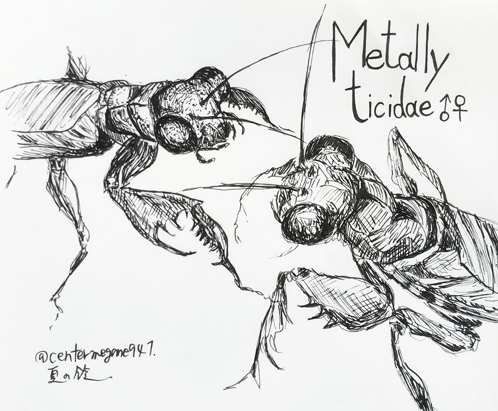 ポケ乃 ライズhr176 虫練習 世界一美しいカマキリと言われている ケンランカマキリ描きましたー 白黒じゃ美しいかどうかも分からん 笑 虫 昆虫 イラスト イラストオーダー イラスト好きな人と繋がりたい ココナラ ケンランカマキリ