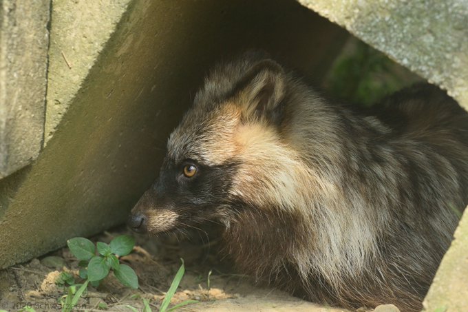 タヌキ 高画質 のtwitterイラスト検索結果 古い順 タヌキ 高画質 のtwitterイラスト検索結果 古い順