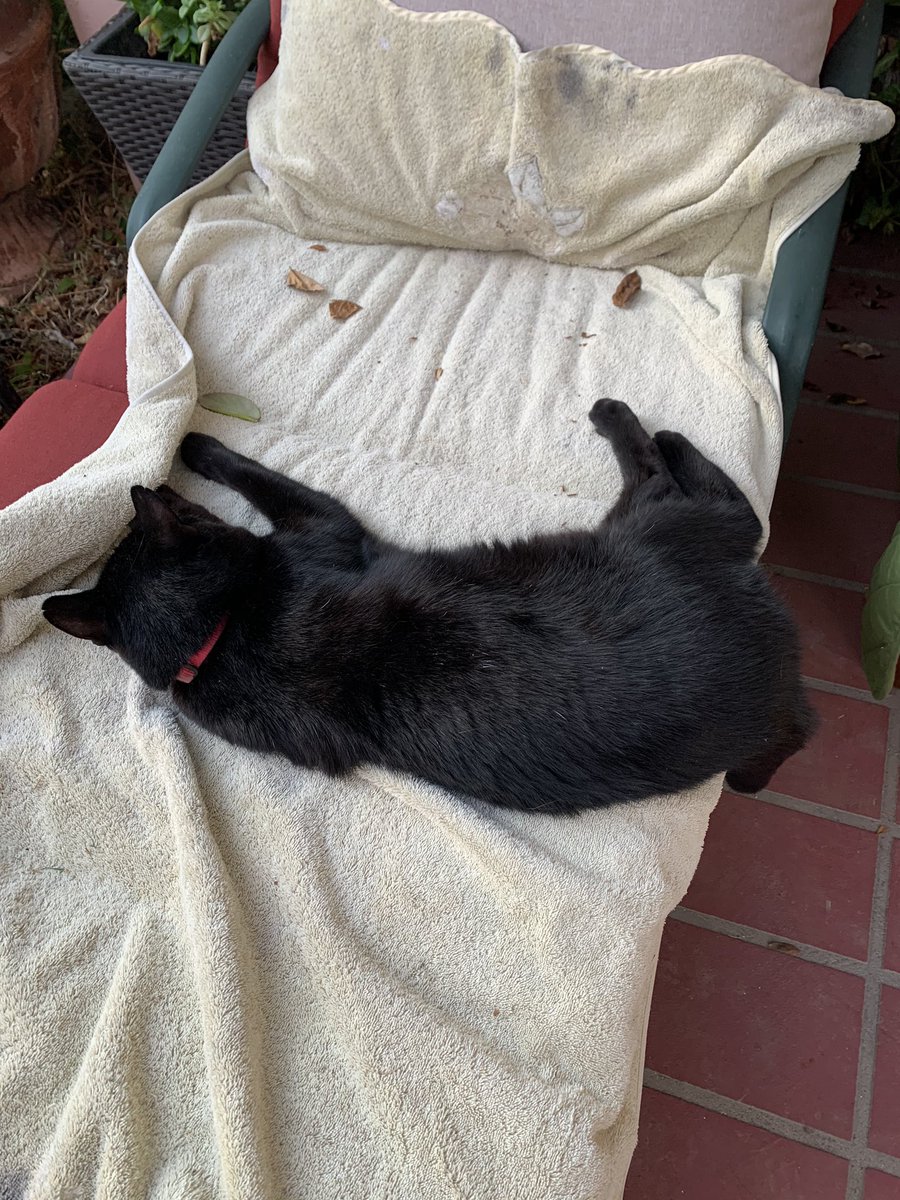 Snow2718's tweet photo. @Cat_Cosplay @imgur This my cat Luna sleeping in her back yard palace. https://t.co/HtdETMiPP5