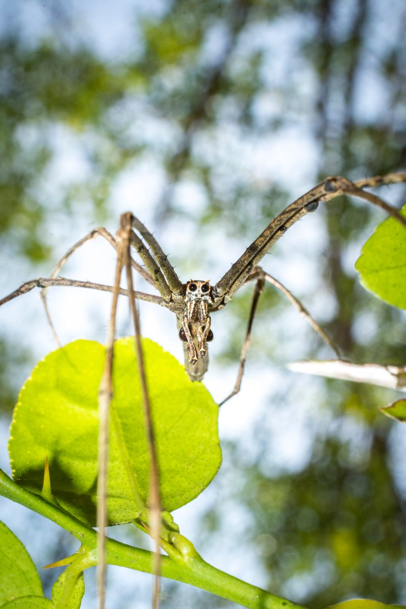 When I first met  @Sambarjohn in 2018 in the Devala Valley he nonchalantly told me how a group of net-casting spiders lived outside his bedroom window. Bluffing! was my first reaction.I had only seen one In Valparai after many yrs of searching for a very elusive spider+