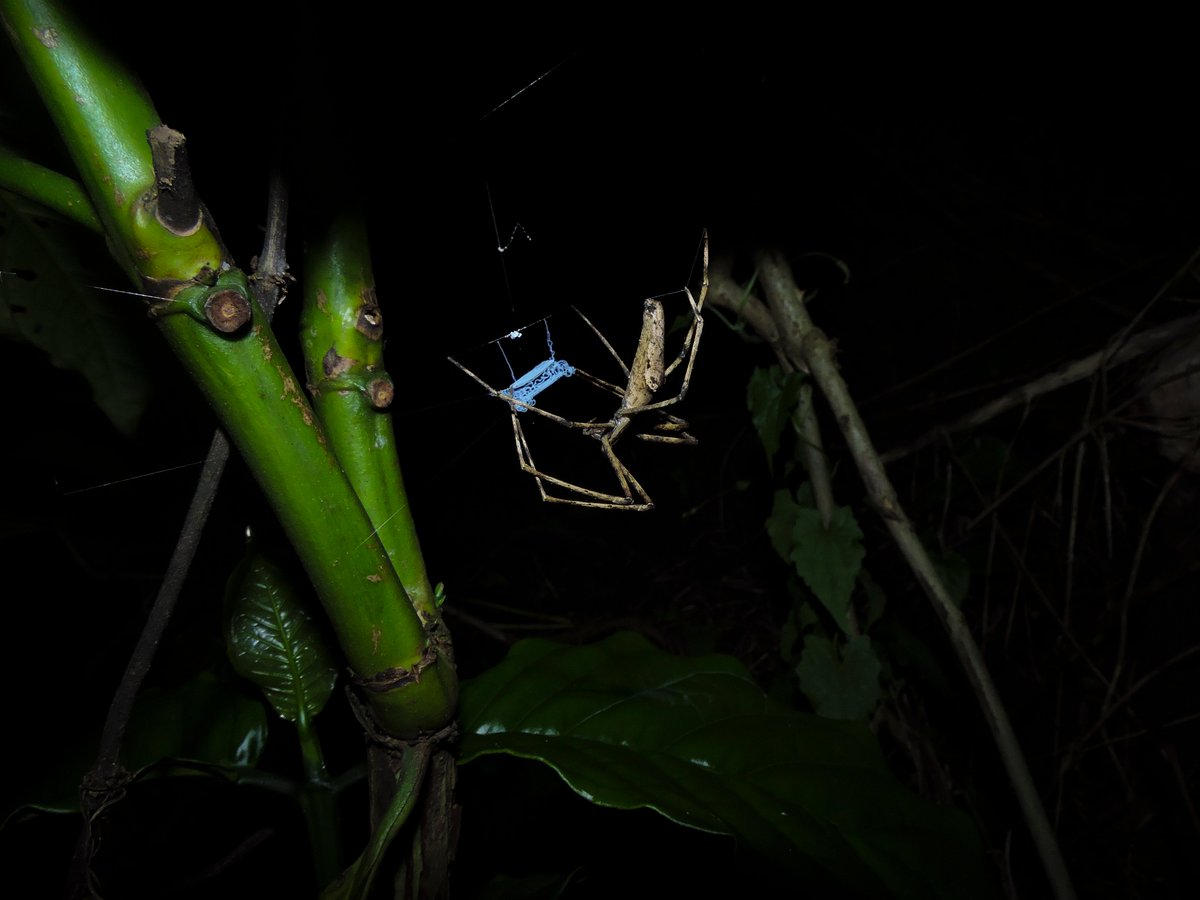 My only encounter was accidentally dislodging an individual while in a very disturbed forest fragment in Valparai. I soon found out that there was a thriving population in the forests of Gudalur! The next few days we found, marvelled & saw their unique hunting strategy+