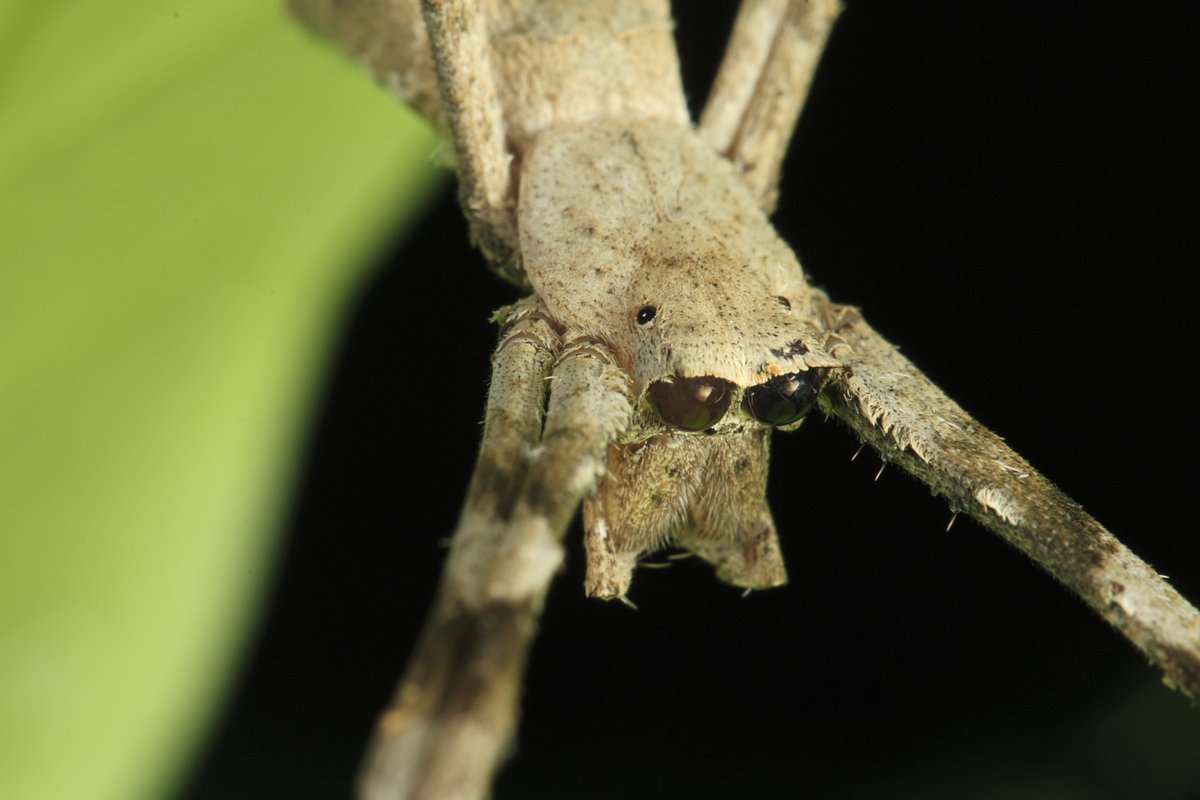 The amazing Deinopis, net-casting spiders live up to their name. Working in near-pitch darkness their night vision is one of the most advanced in the animal kingdom. With their webs that resemble fishing nets, they swoop&scoop unsuspecting prey with clinical precision.+