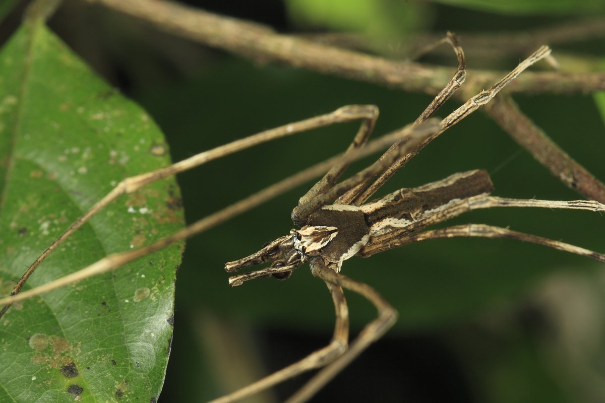 The amazing Deinopis, net-casting spiders live up to their name. Working in near-pitch darkness their night vision is one of the most advanced in the animal kingdom. With their webs that resemble fishing nets, they swoop&scoop unsuspecting prey with clinical precision.+