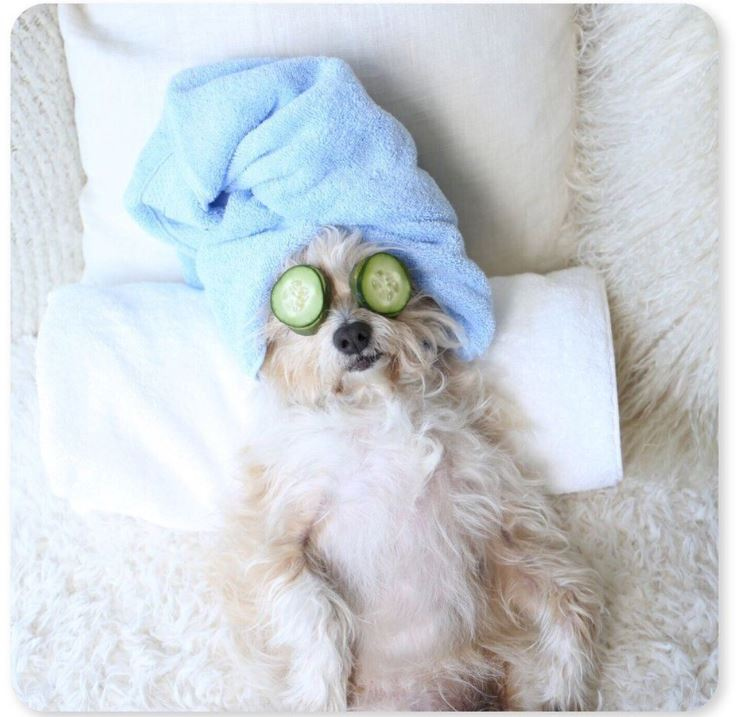 PetbrandsUK's tweet photo. On a scale of one to zen, how relaxed are you feeling this #nationalrelaxationday?
Pet Brands may have something up their robe sleeve, that could help your pupper reach new levels of chill.
Details to be revealed soon!
#brandnewproduct #zendogs #chilledcanines #petbrands https://t.co/8M8AAIbGHv