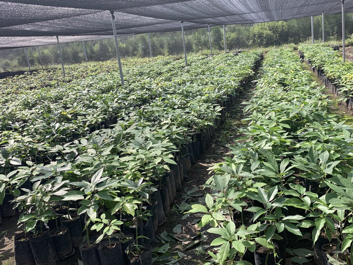 #Avocado hass variety seedlings powered ⁦⁦@EthiopianATA⁩ ready for plantation in #Oromia #Ethiopia. #Ethiopia will be soon the leading producer of avocado in Africa.
