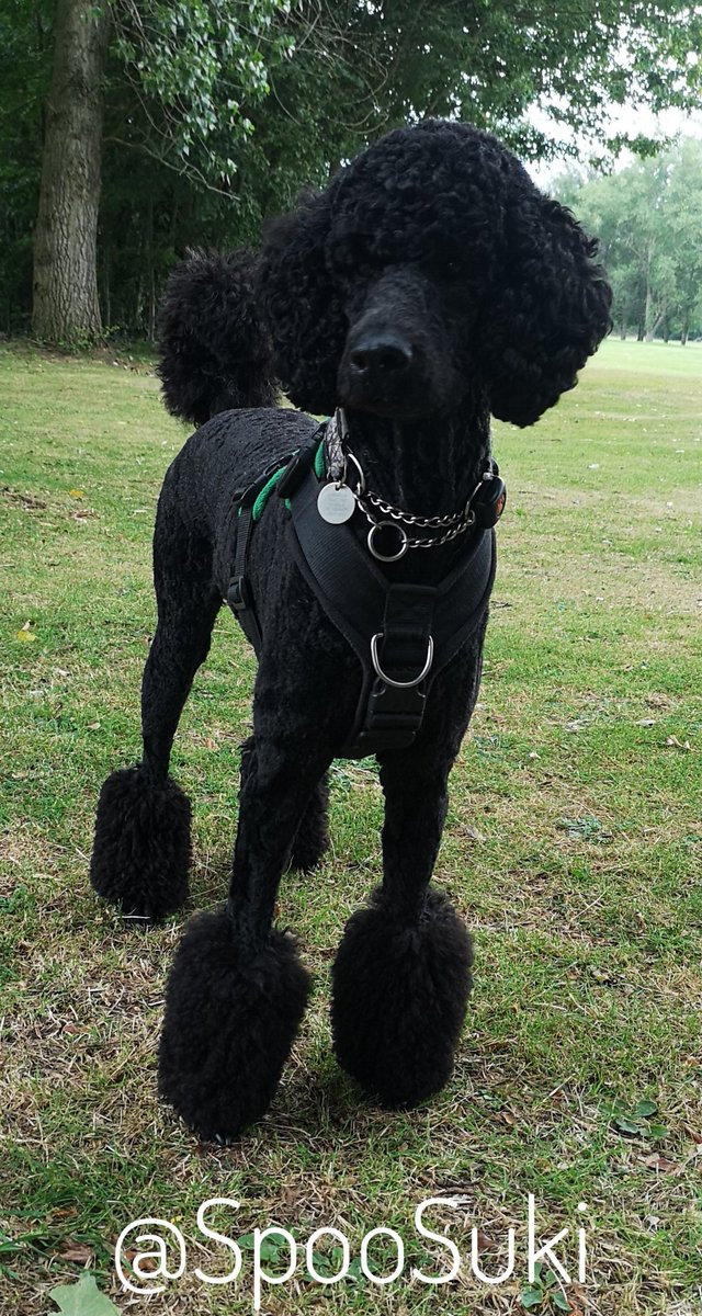 SukiTheSpoo tweet media