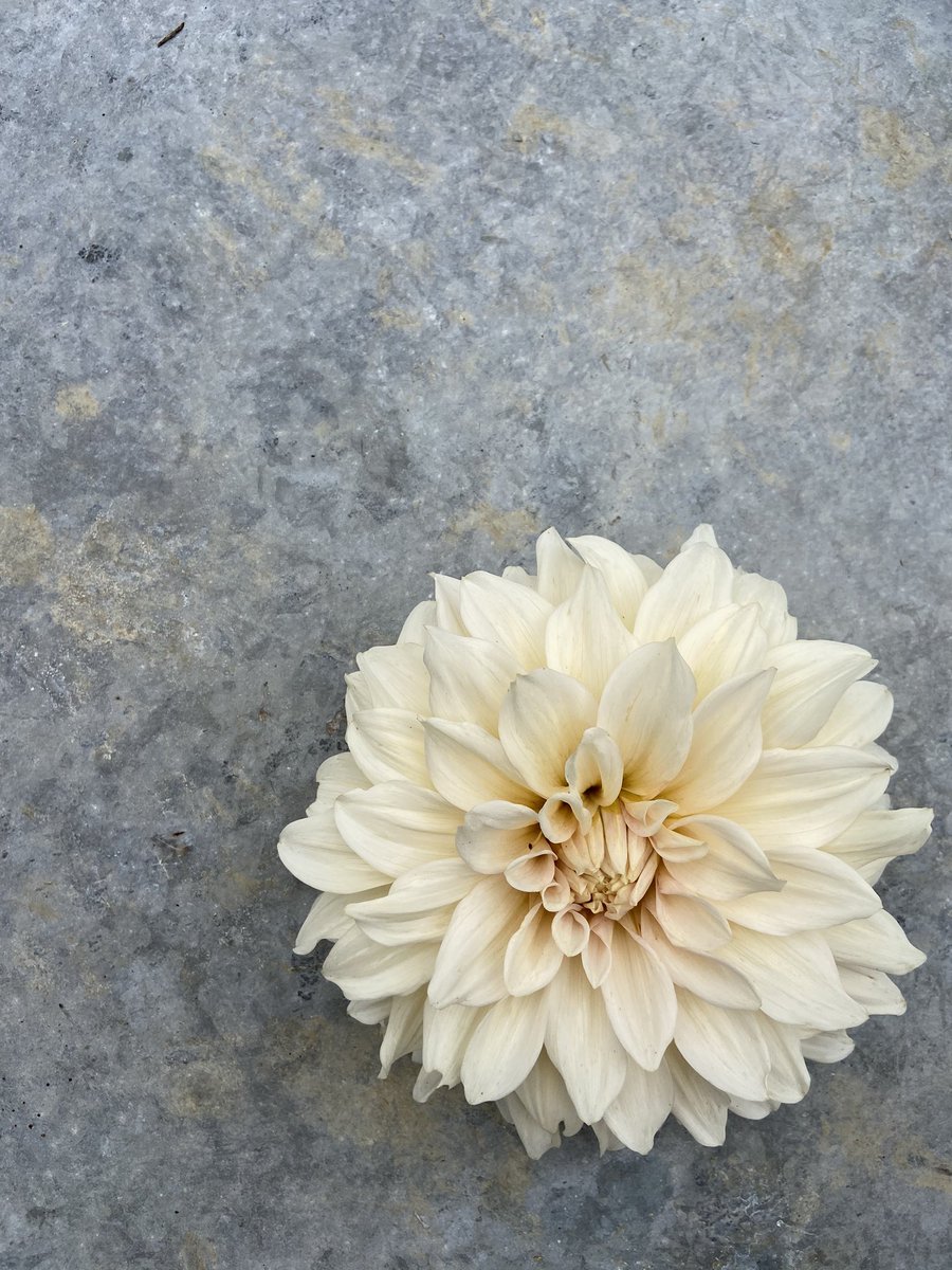 Lisa Dew, Rose Florist tweet media