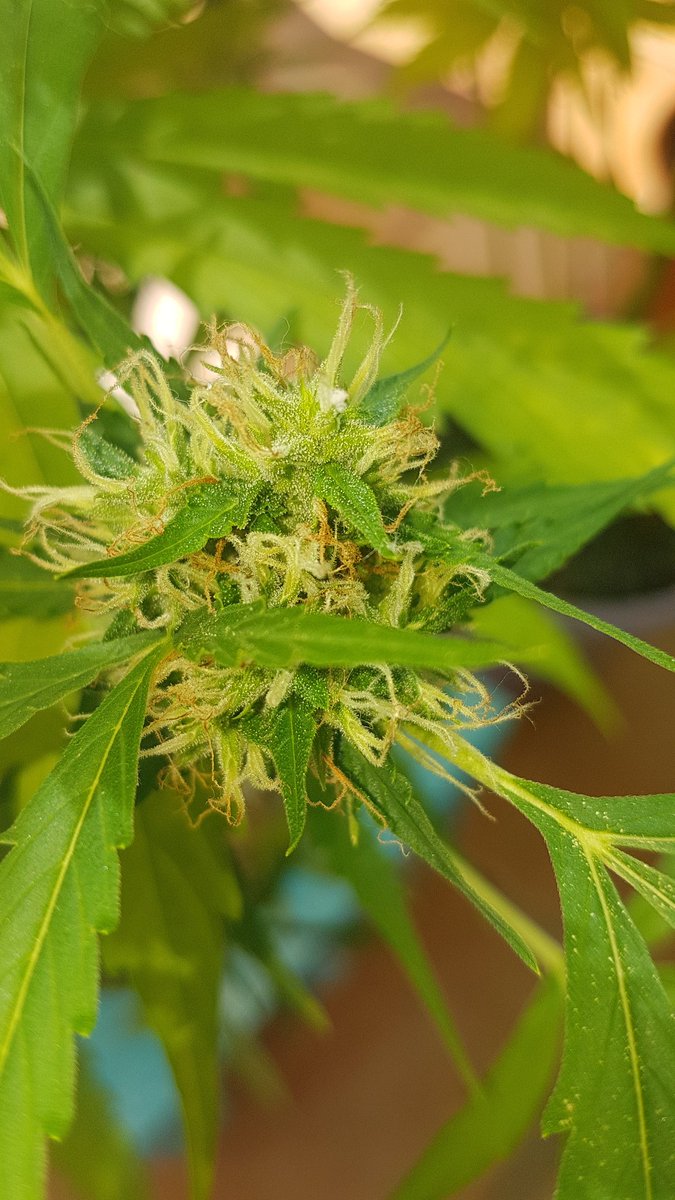 Sophie_MJ's tweet photo. Cualquier cosa que permanece en la naturaleza tiene una función💚🌱🌟
#PolarExpressAuto @GreenbudSeeds @GiftsGreenwood @Apez140 @INMAQ16 @ProXL_Spain
#LaSofiJardinera 👩🏼🌾🤜🏼🤛🏼❤ https://t.co/vjGuq0wHgt
