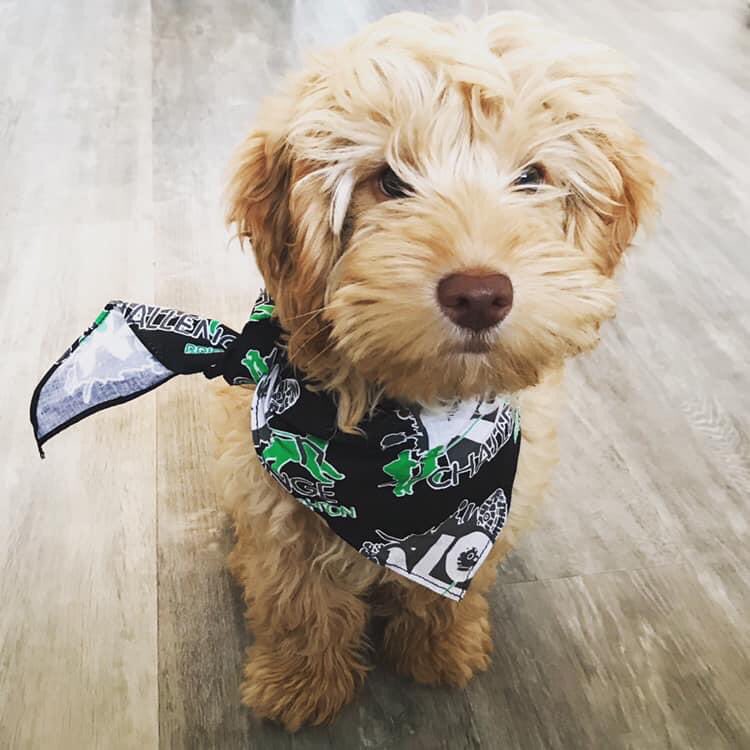 K9challenge1's tweet photo. Our event is a virtual one this year! Entries open now, simply run or walk with your dog anytime from 6th Sept to earn your medal, dog tag & bandana as modelled by Rufus! Raising funds for Animal Rescue Shelter @Raystede #runningwithdogs #runwithmydog #5k #5kchallenge https://t.co/7fw7OYOyIO