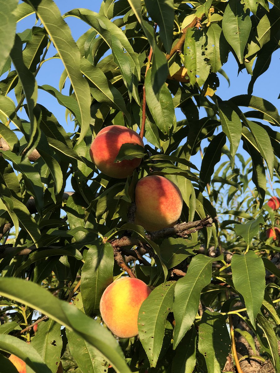 slenes's tweet photo. Have a 🍑 perfect #Saturday #vtsummer https://t.co/zm4DgUHgKb