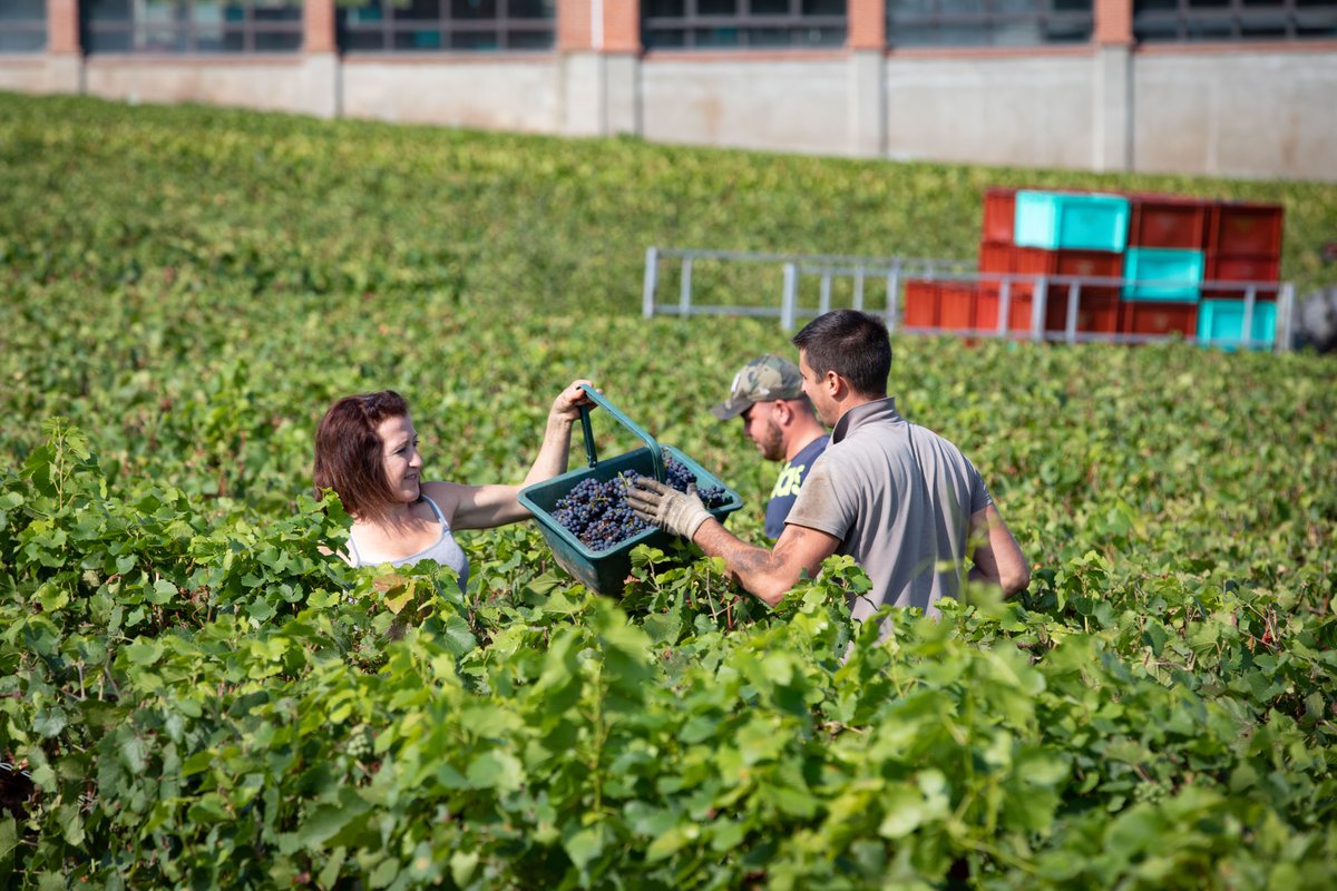 VilledeReims's tweet photo. #Vendanges2020🍇: premiers coups de sécateurs à #Reims le 24 août ! Découvrez toutes les #dates des vendanges qui viennent d'être communiquées par le Comité #Champagne => https://t.co/3xyoitD8gC https://t.co/BYxOSvhRvS