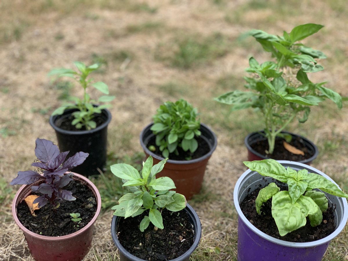 Nat_Montague's tweet photo. #garden #homegrown #repotting #basiltower #6varieties #basil #basilbasilbasil https://t.co/iikIAaMt1v
