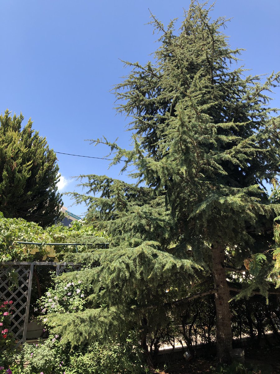 DrHananAshrawi's tweet photo. Many years ago on my birthday my husband planted this cedar tree in our garden as a tribute to incredible Labanon. It’s a long love story. Lebanon will rise &amp; thrive.🇱🇧🇵🇸 https://t.co/YtW0iUfkhQ