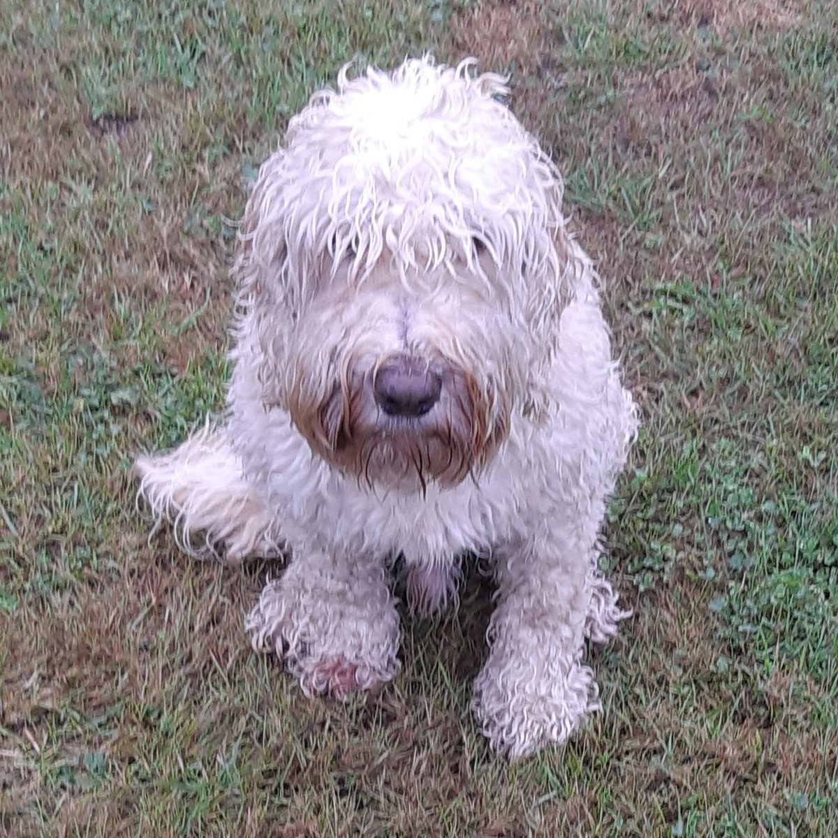 brunocockapoo's tweet image. Training in the pouring #rain this morning. The only positive was that the human looked more like a #DrownedRat than me #SoggyDoggy #WeatherDog #FedUp