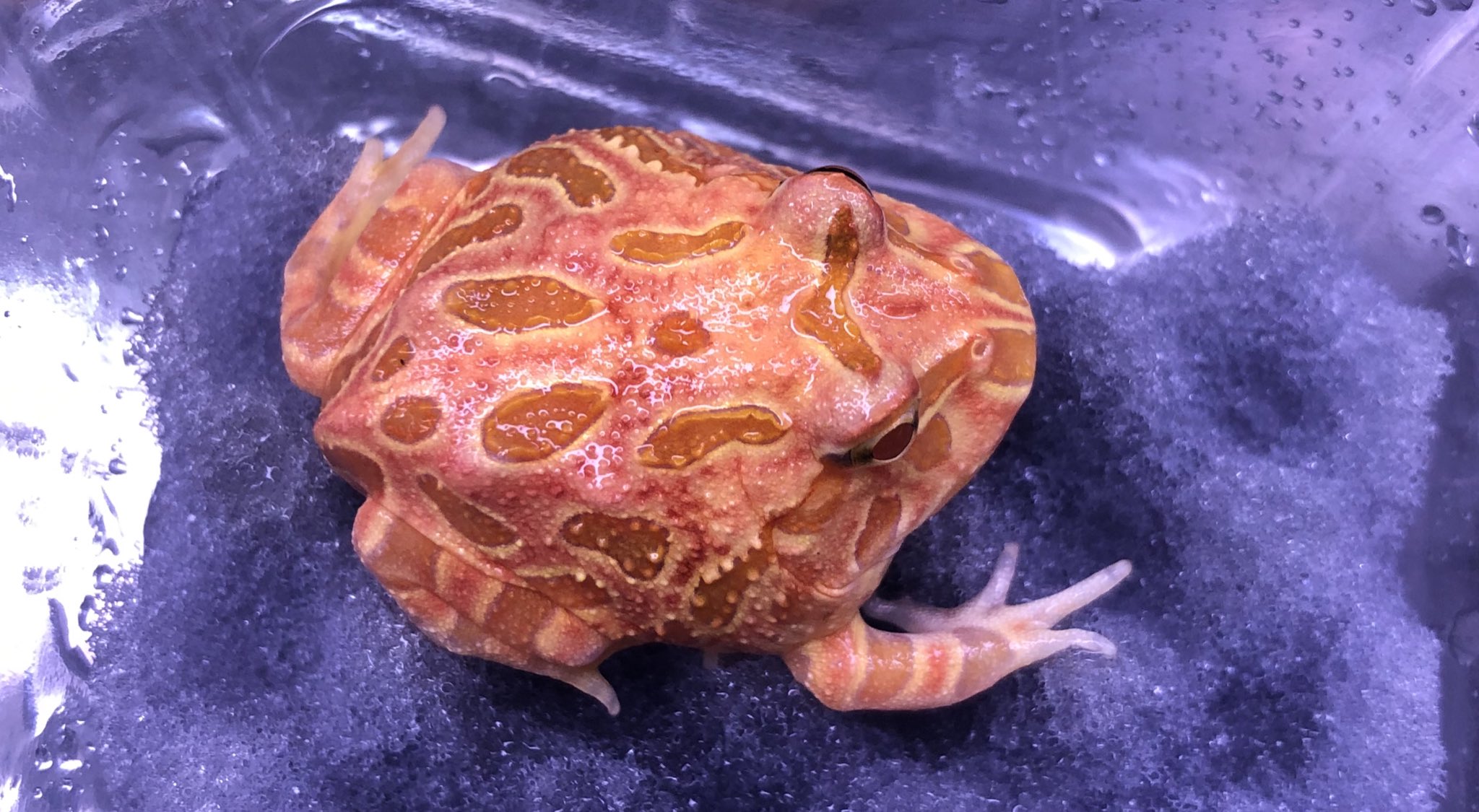 半田水園 春日井店 台湾便にて入荷した ベルツノガエル クランウェルツノガエル グリーン アルビノ ストロベリー のbabyです みんな人工飼料をしっかり食べてくれました カエル ベルツノガエル クランウェルツノガエル
