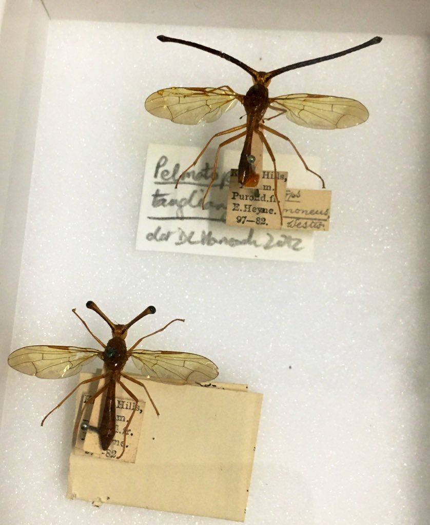 flygirlNHM's tweet photo. Just recorded a podcast with @CicadaLounge where I enthuse about the bodies of flies, the joy of flies and flies at the @NHM_London - stories covered in  #TheSecretlifeofFlies and #TheInsideOutOfFlies (coming out in September!!!) https://t.co/eVnpXZ07NB