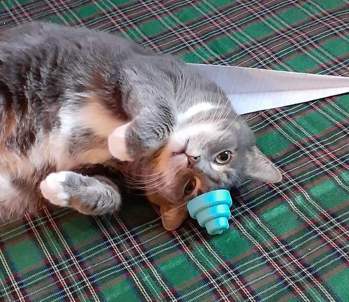 aimee9981's tweet photo. #Caturday #lazy #crazy https://t.co/E8kD8zrAwb