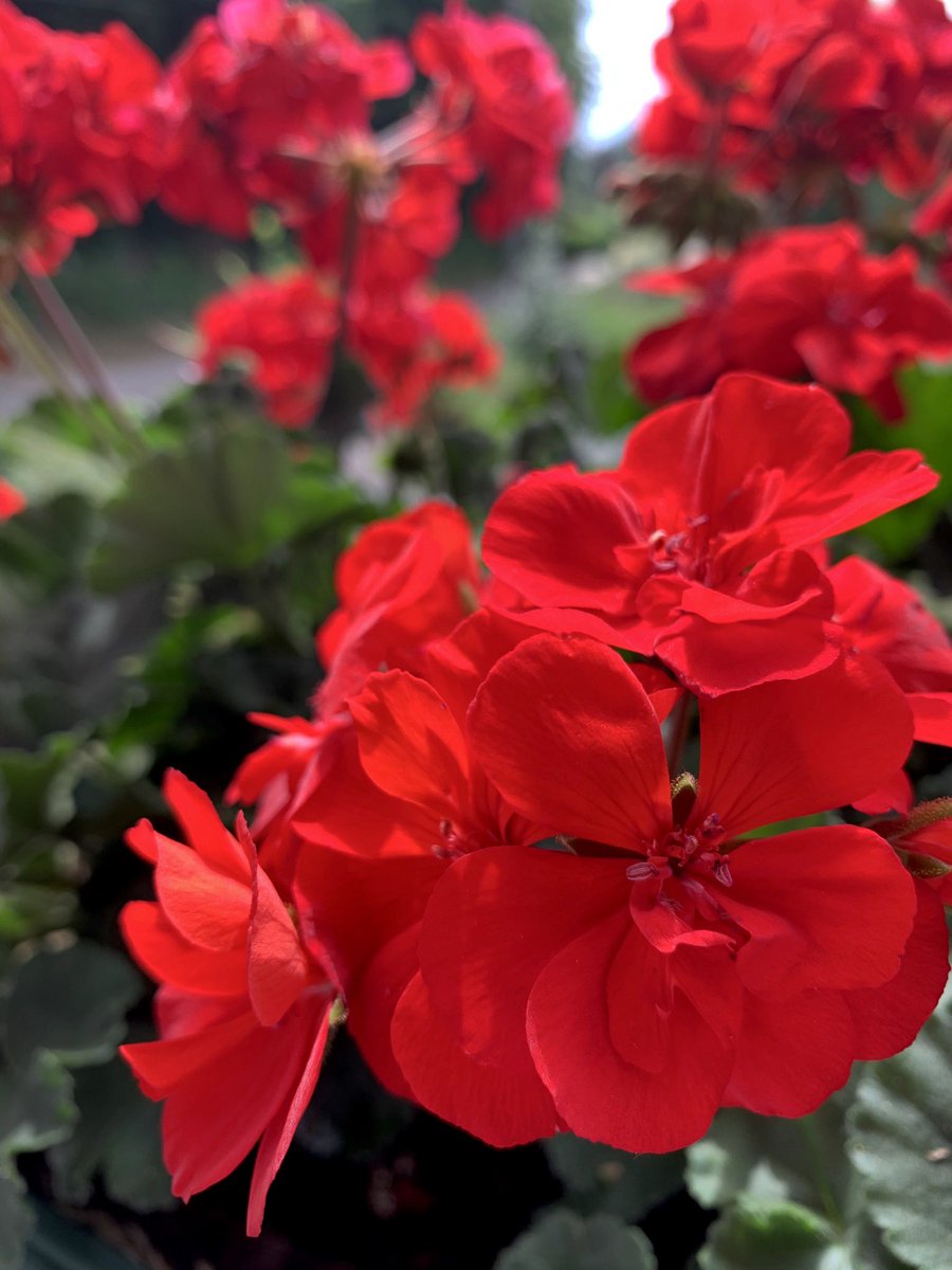 #sturzelbronn #vosgesdunord #mosl #gitedelecureuil #abritel #homeaway #airbnb #cetetejevisitelafrance