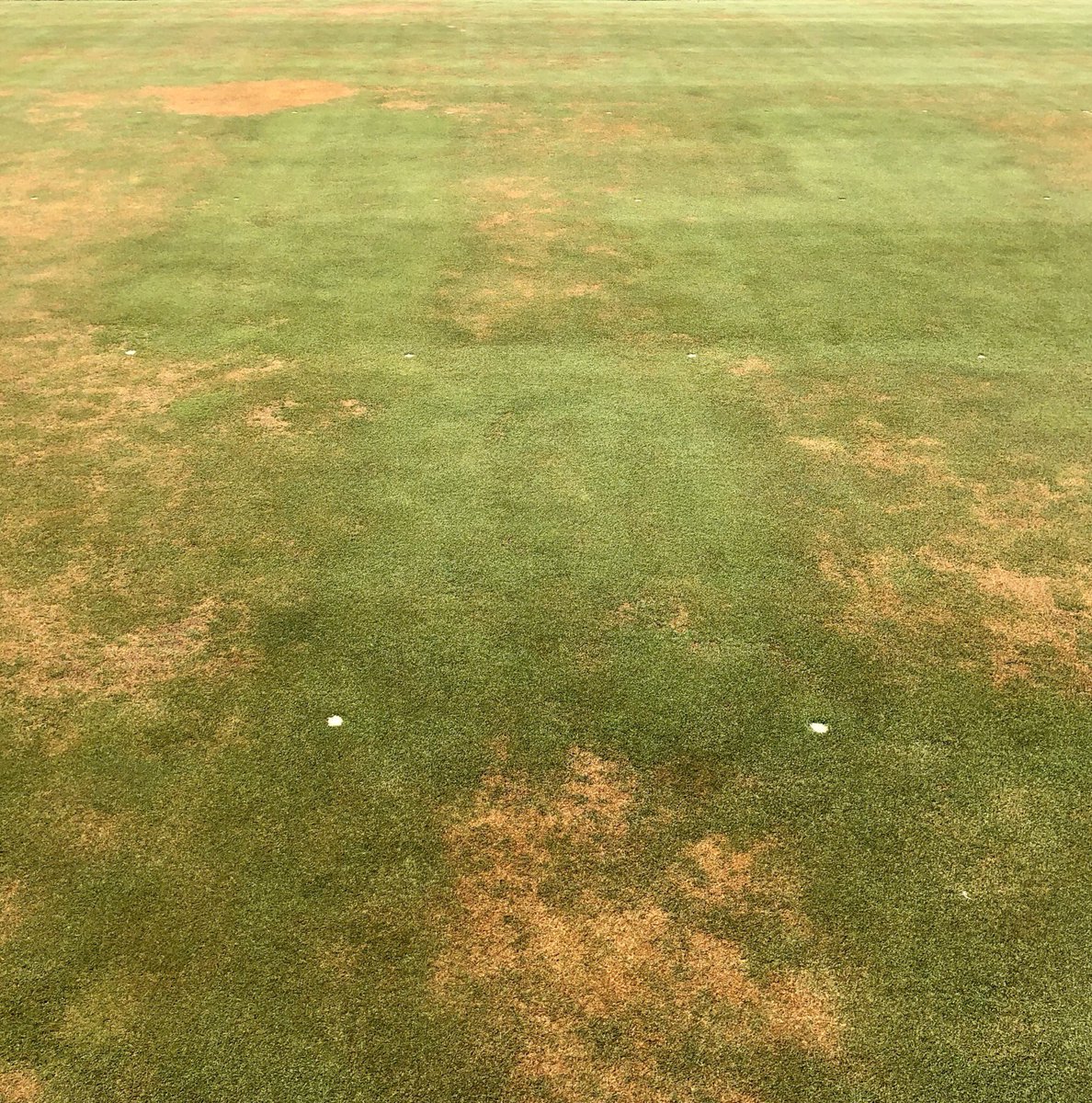 KauffmanTurfDoc's tweet photo. @BRANDT_co continues its leadership position for R&amp;D in the turfgrass industry.  Some existing product and experimental treatments holding up very well during extreme water deficit. https://t.co/DpfaUfDdsD