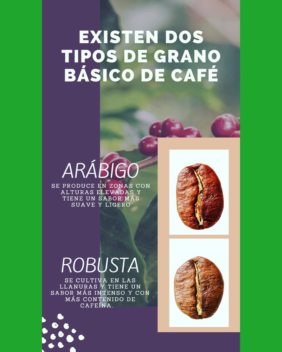 BuscaCafe's tweet photo. 👀Existe dos tipos básicos de café, descubre cuál es el tuyo ☕️y conoce mas curiosidades visitando Nuestras redes sociales, website https://t.co/o0YMwDoHeT o nuestro Whatsapp https://t.co/p63jNzJ1av 🎯 https://t.co/g4XFkUoD7a
