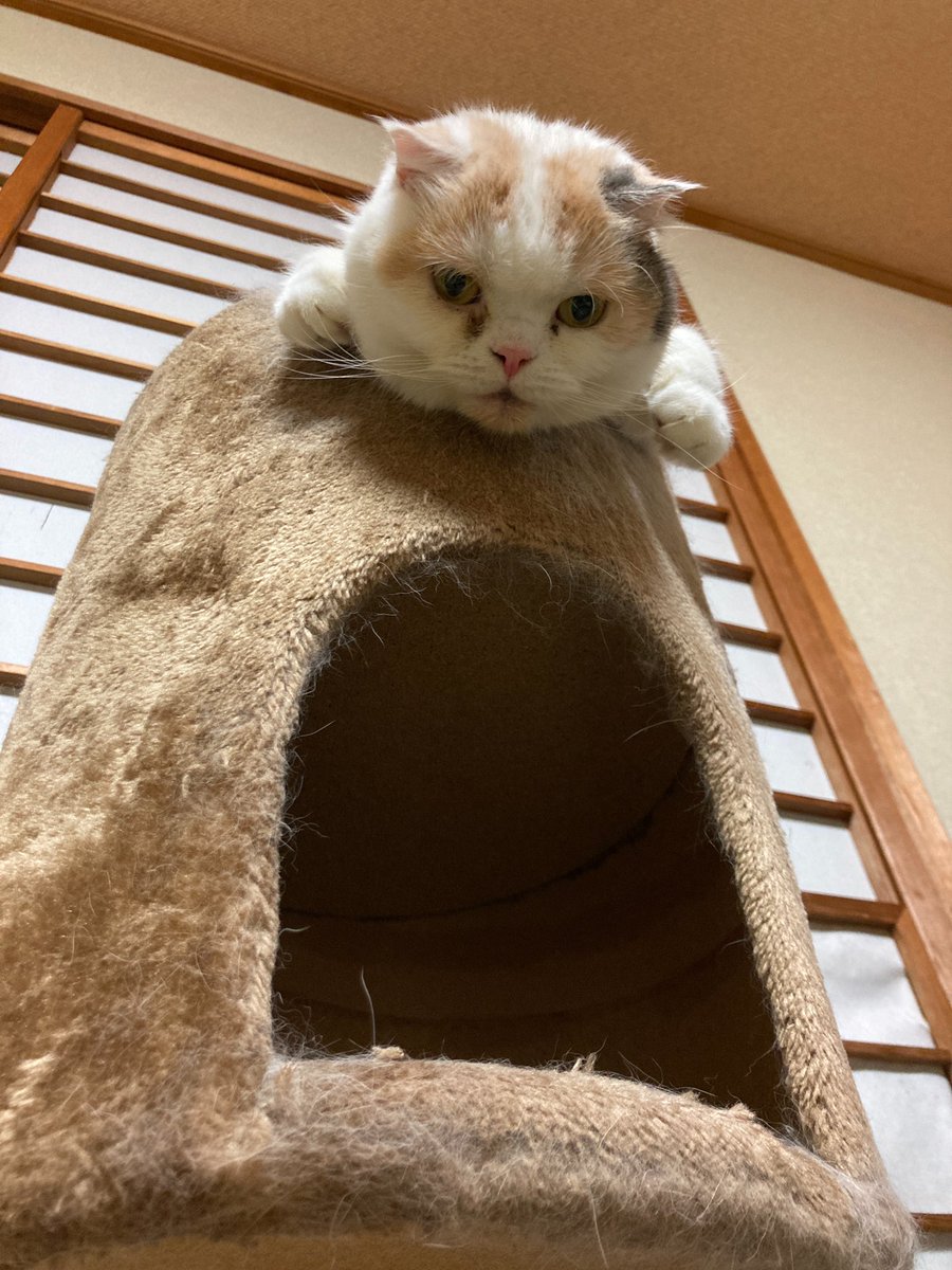 12toJam's tweet photo. 無……
#猫好きさんと繋がりたい https://t.co/BUEbeMRQfB