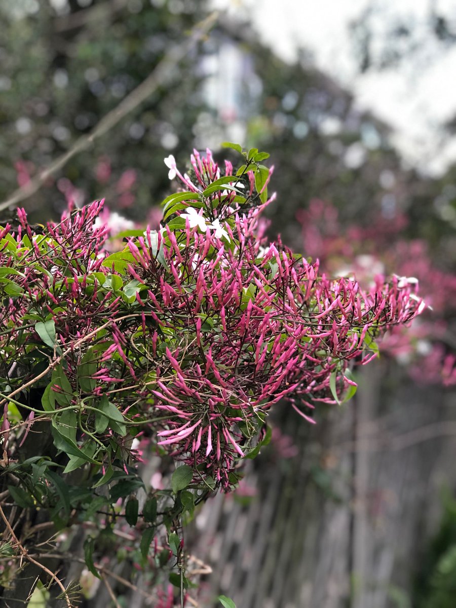 djmarsh24's tweet image. Reminder today that Spring in Sydney is just around the corner #jasmine #SydneySpring