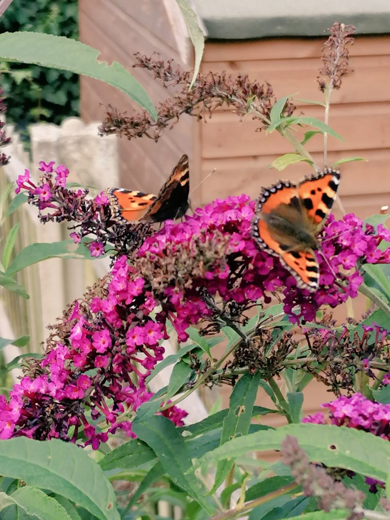 Mintyminxy's tweet photo. Today #OnMyButterflyBush
#Tortoiseshells & #SmallWhites https://t.co/uwTsz5AGOG