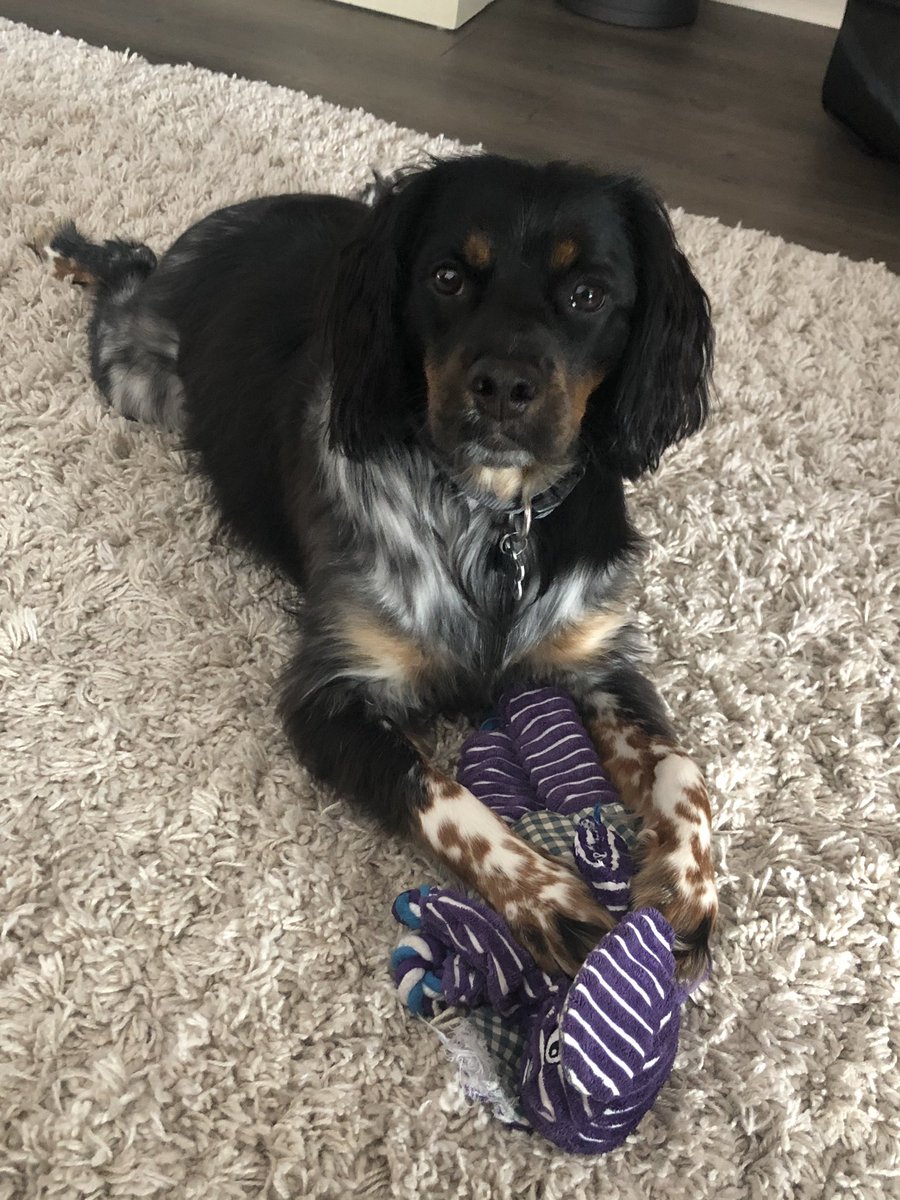 JHolmes_PhD's tweet photo. Feeling like doc McStuffins this morning as I amputate the arm off of my dog’s favorite purple elephant #dogsofstem https://t.co/Ritf7QotXs