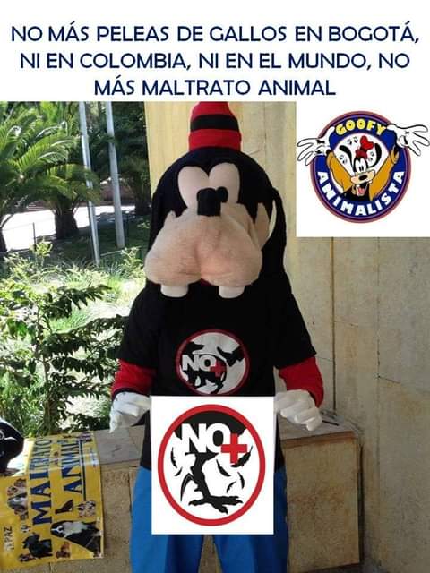 Goofyanimalista's tweet photo. NO más peleas de gallos en #Bogotá @ConsejodeBogota , ni en #colombia , ni en el #Mundo 
#NoMásMaltratoAnimal
#NoAlMaltratoAnimal https://t.co/5xGhMsQvD3