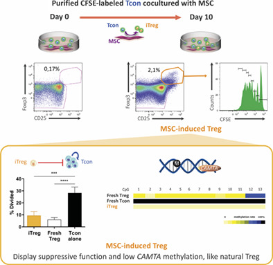 StemCellsJournl's tweet photo. Mesenchymal stromal cells induce regulatory T cells via epigenetic conversion of human conventional CD4 T cells in vitro https://t.co/tUbN5MhH75 https://t.co/lvzMgCDhiL