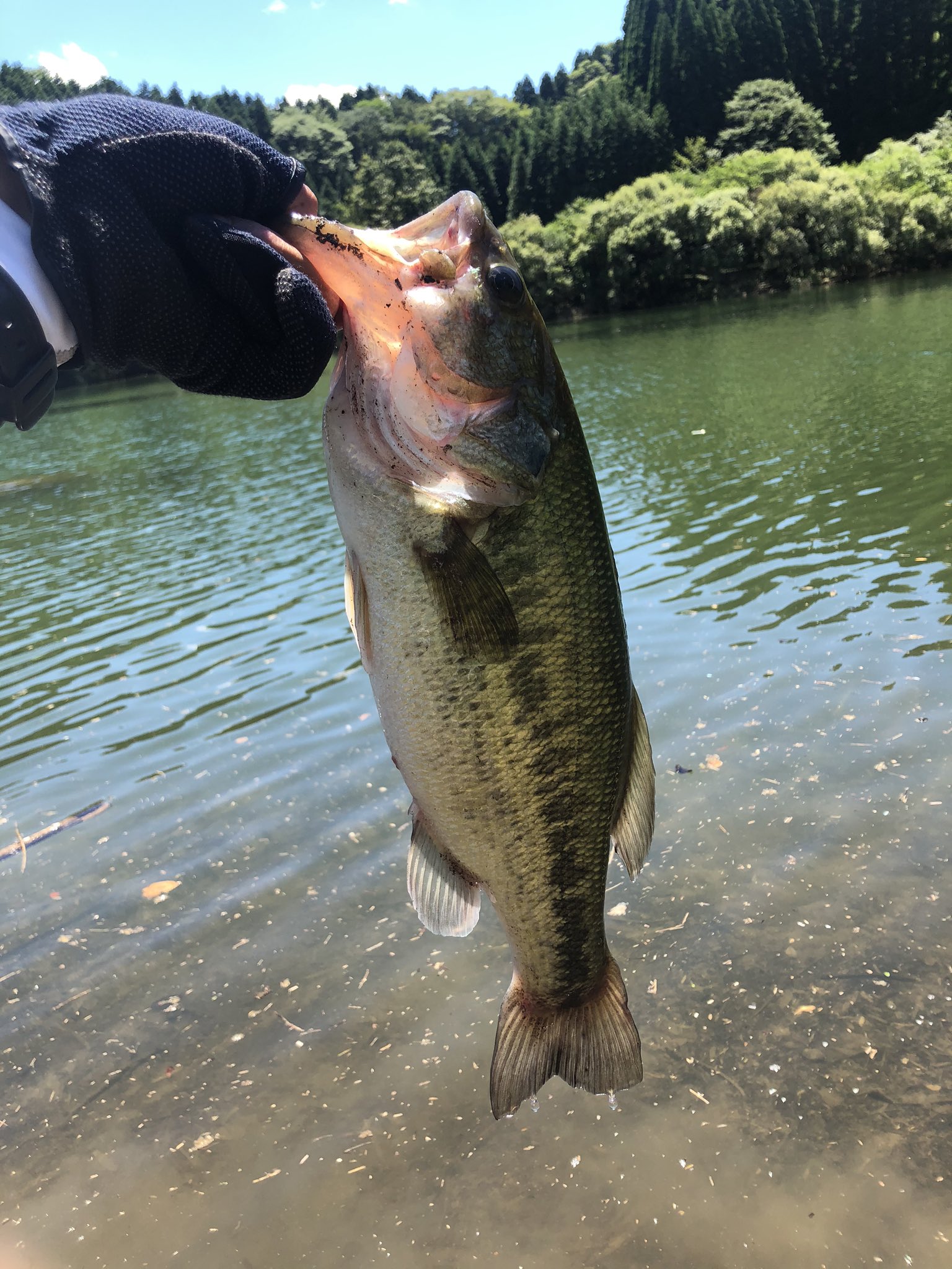 大分バス釣り Twitter Search Twitter